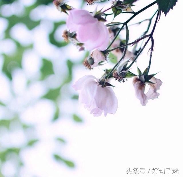 微信朋友圈最走心的爱情语录短句网络很流行很火!